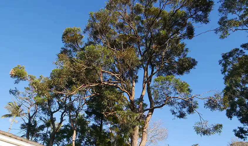 Tree services in Sydney by Tree Tree Bank